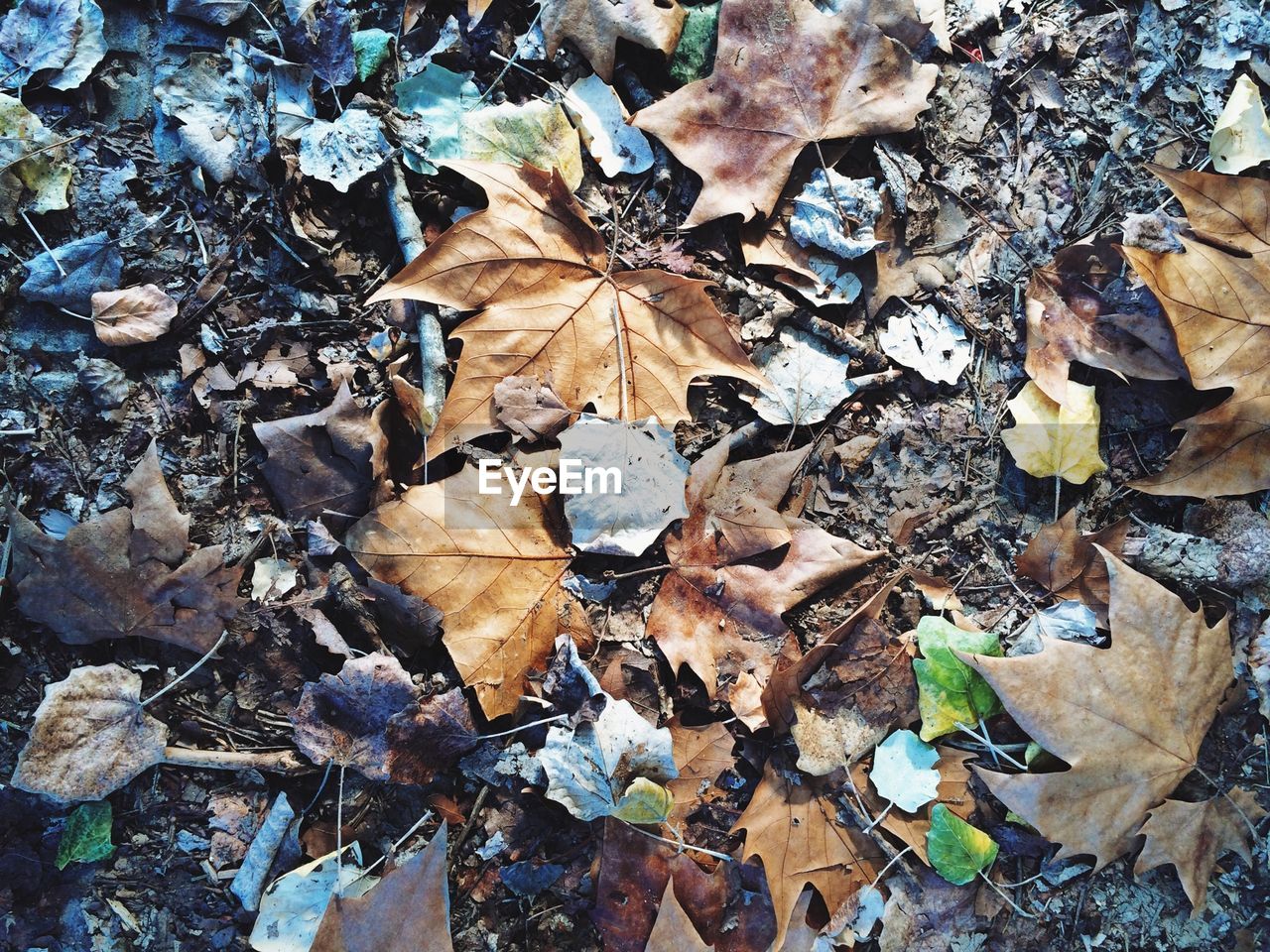 Leaves on ground