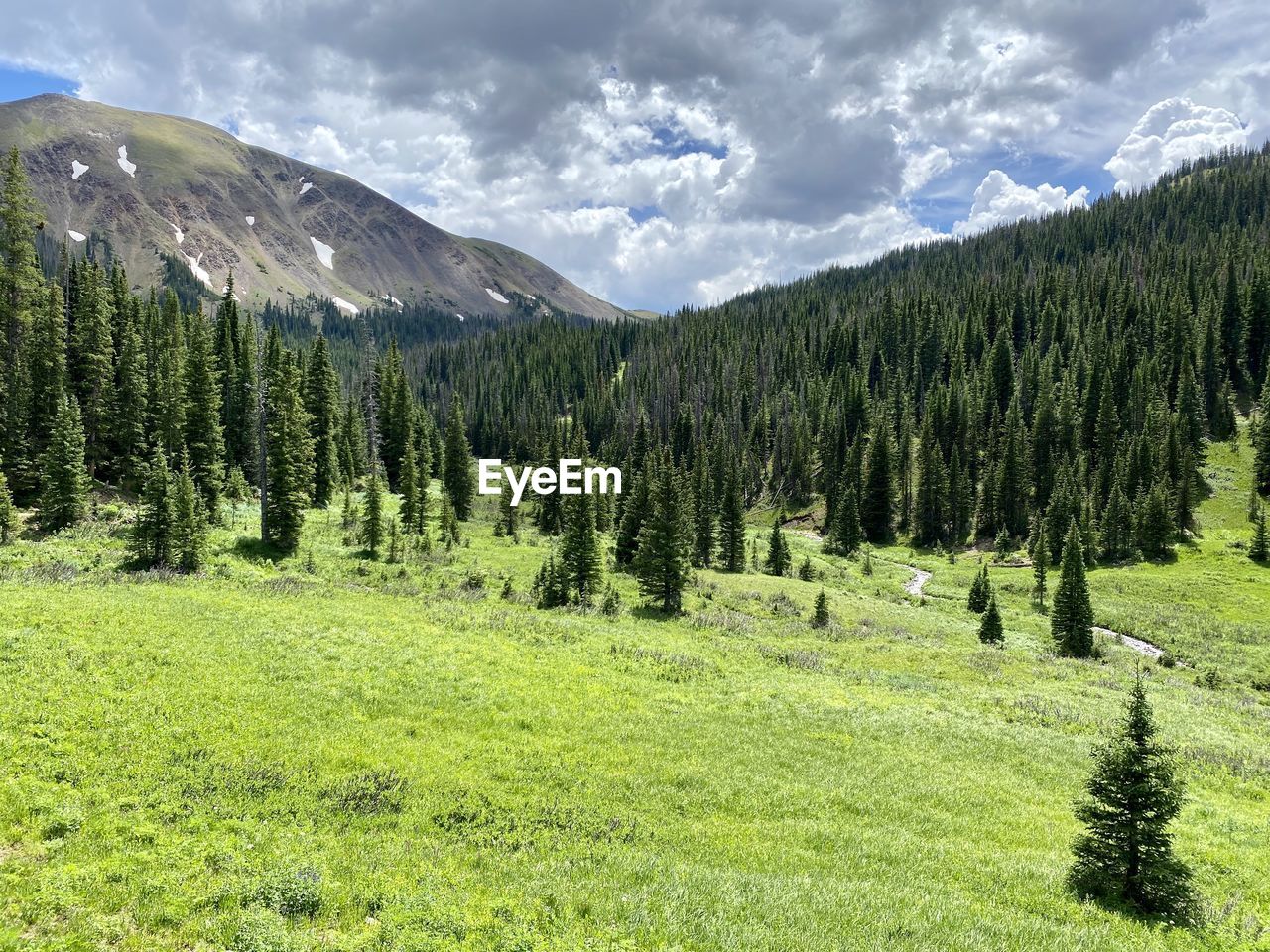 VIEW OF PINE TREES ON LANDSCAPE