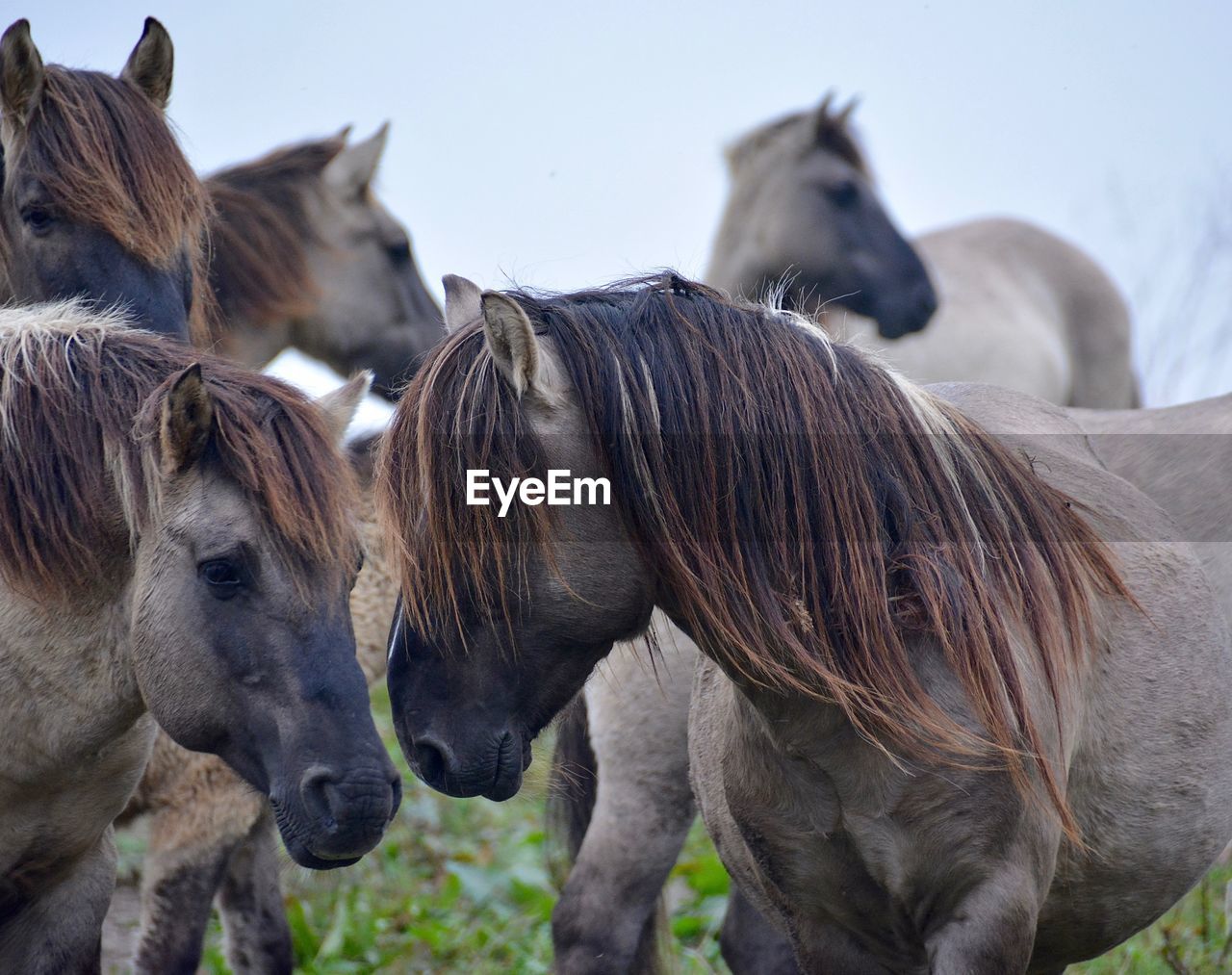 Close-up of horses against sky