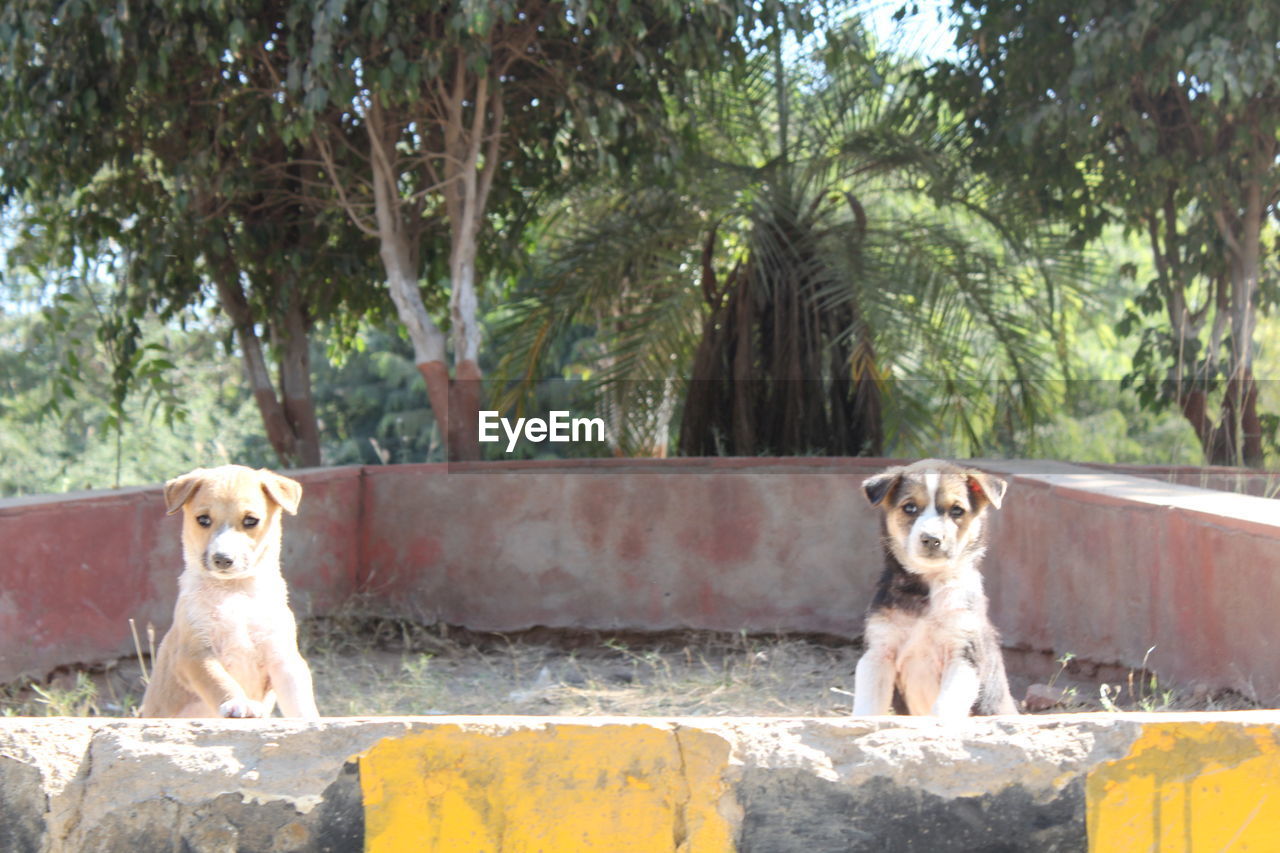 PORTRAIT OF DOG OUTDOORS