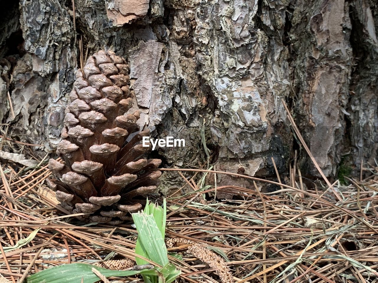 CLOSE-UP OF TREE TRUNK IN FIELD