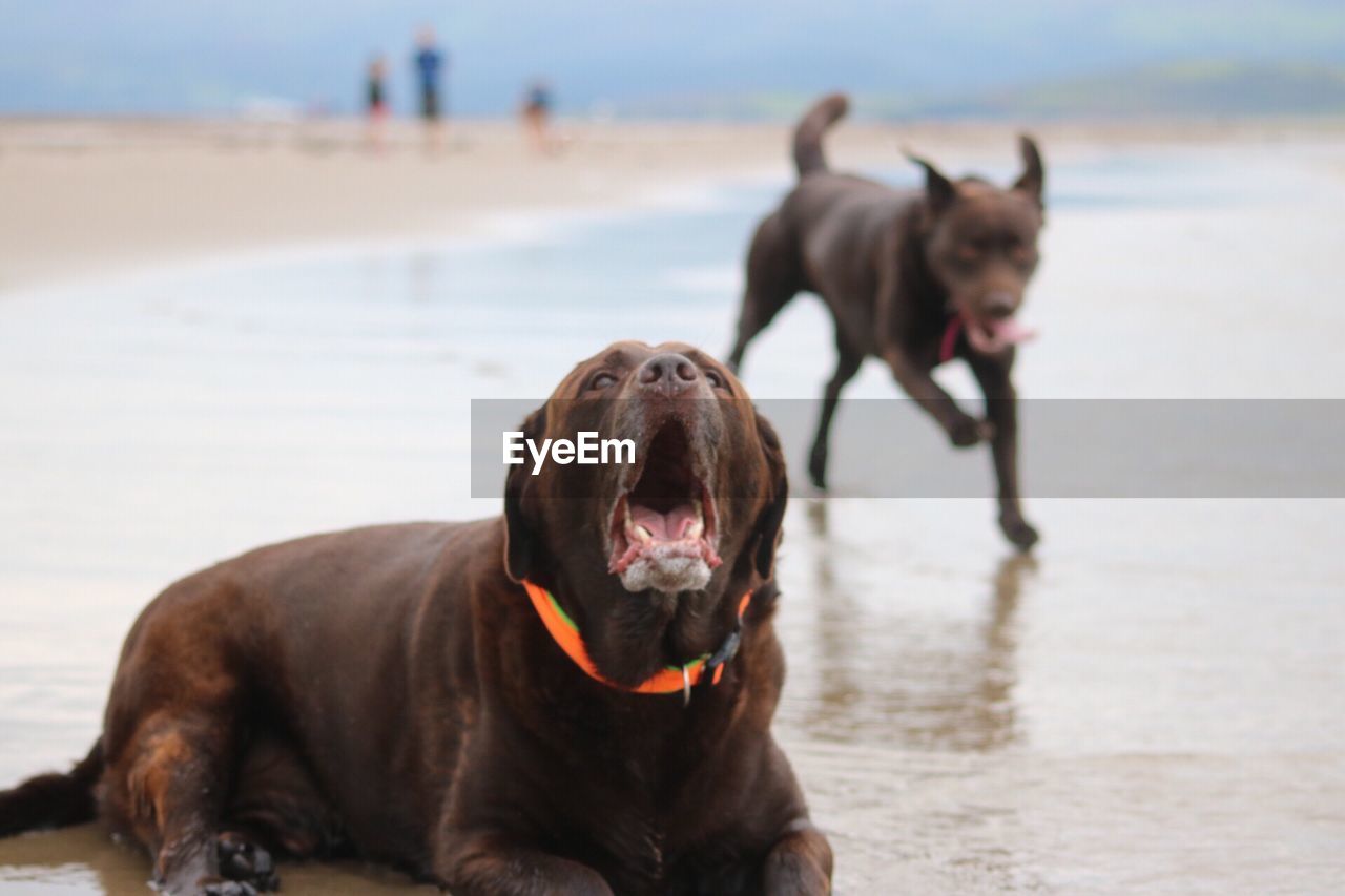 Labrador yawning at beach