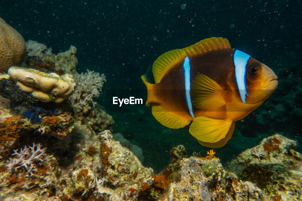 Twoband anemonefish in the red sea, dahab sinai egypt a.e