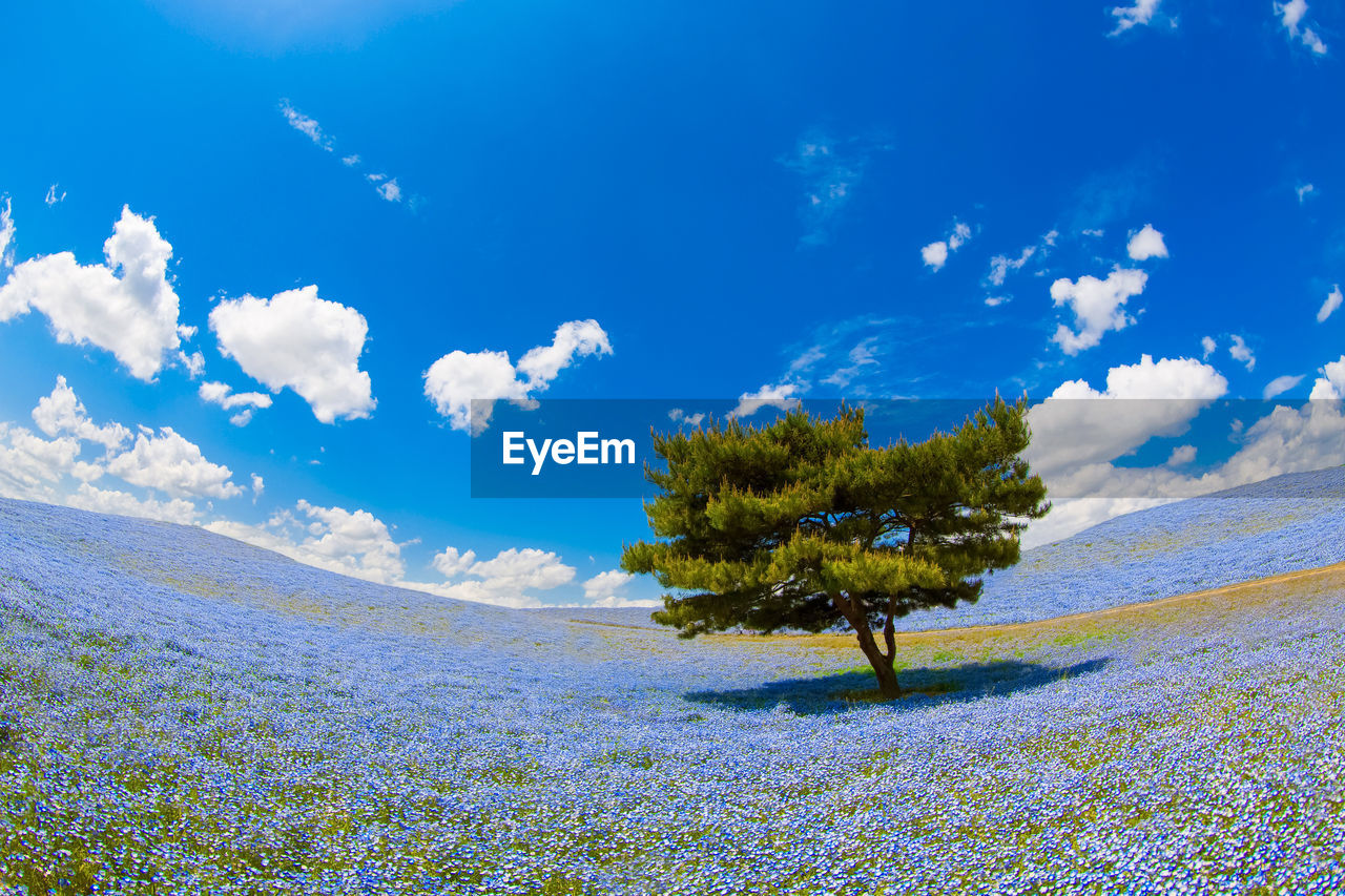 Trees on field against sky