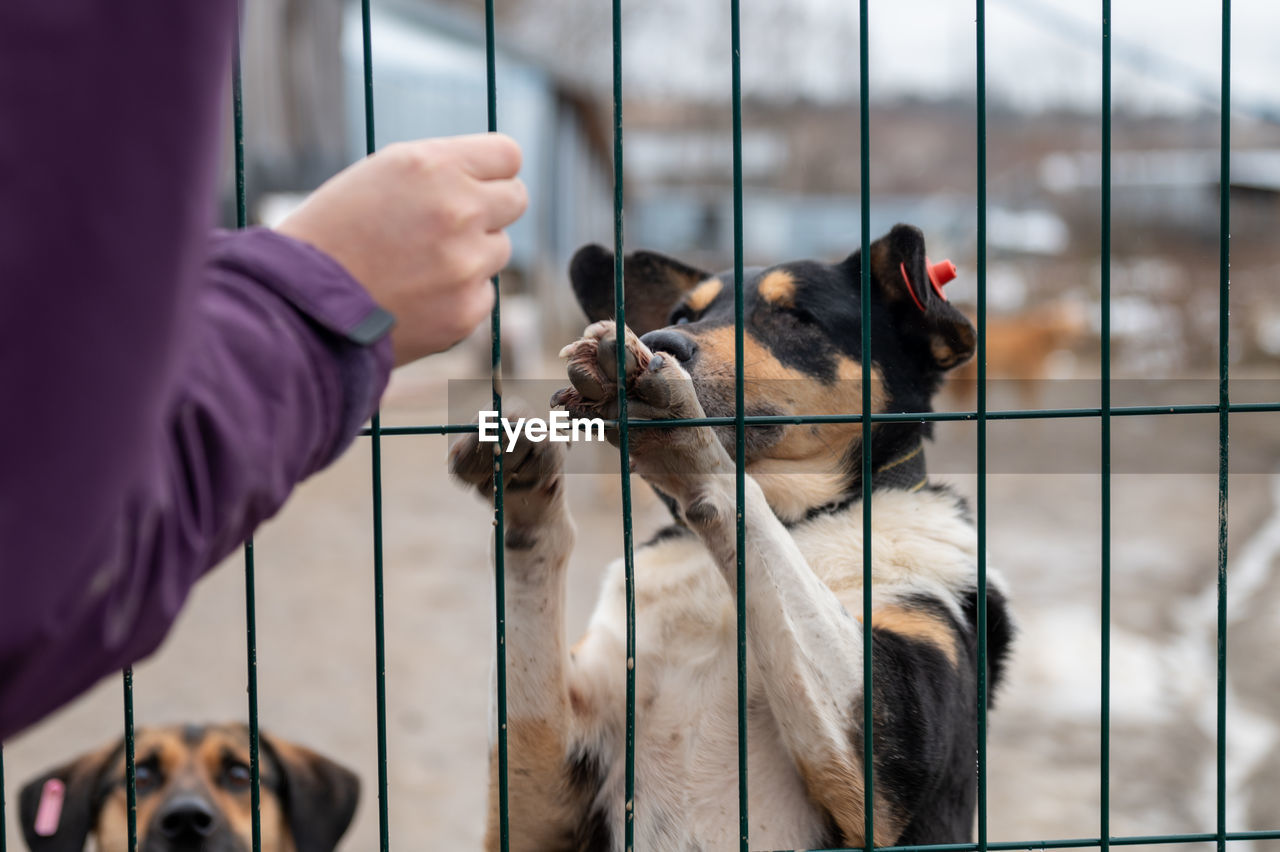 Homeless dog in a cage at a shelter. homeless dog behind the bars looks with huge sad eyes