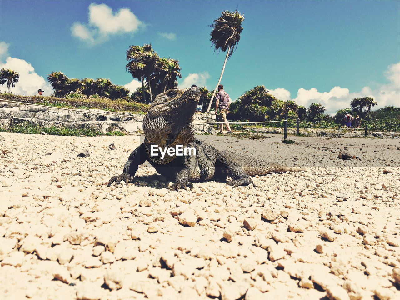 Iguana at beach with man in background on sunny day