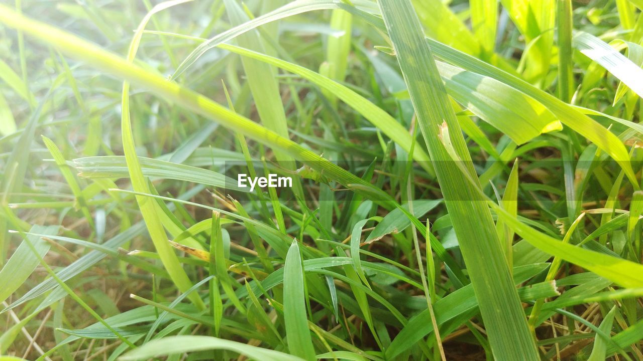 CLOSE-UP OF FRESH GREEN PLANTS