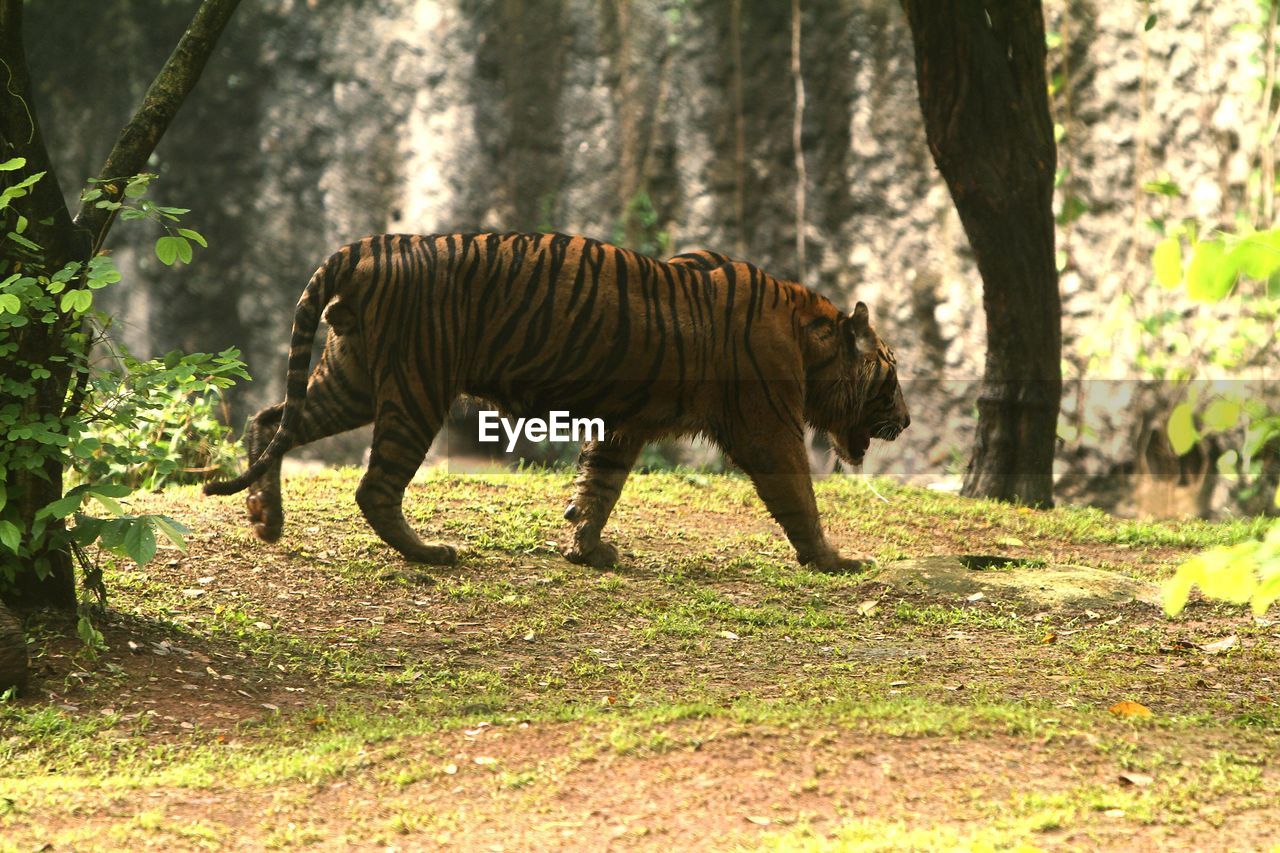 animal, animal themes, mammal, animal wildlife, tiger, wildlife, one animal, nature, plant, tree, no people, land, big cat, zoo, walking, felidae, forest, savanna, day, outdoors, sunlight, jungle, side view, striped, domestic animals, feline, carnivora, grass