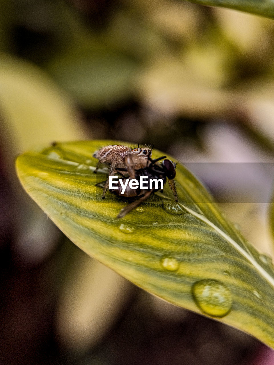 CLOSE-UP OF INSECT ON GREEN LEAF