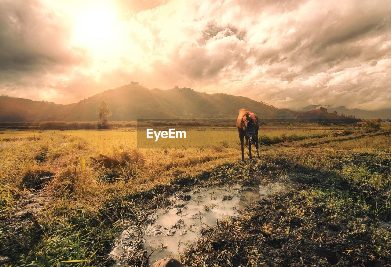 Horse on grassy field against sky