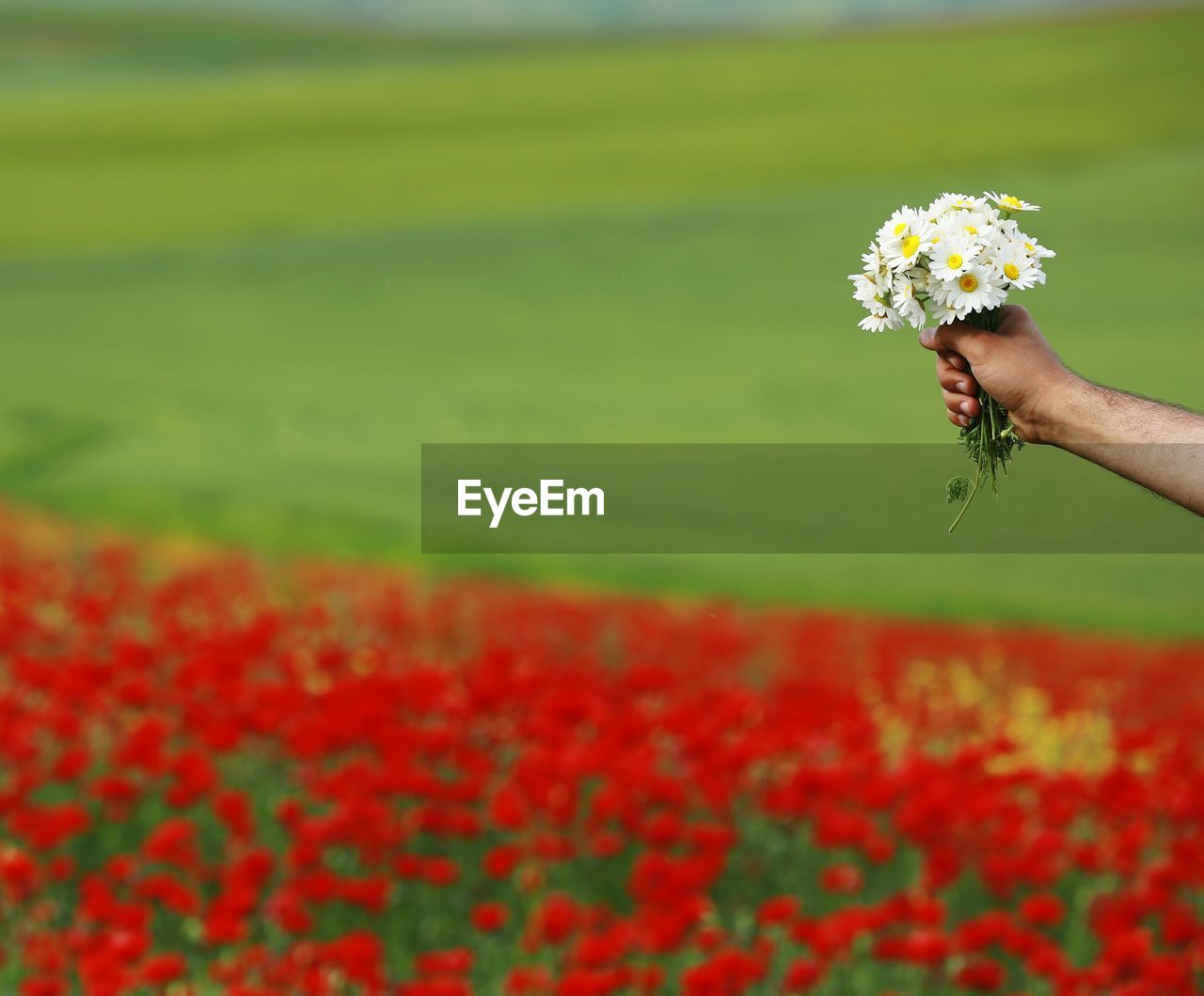 Cropped hand of woman holding flowers