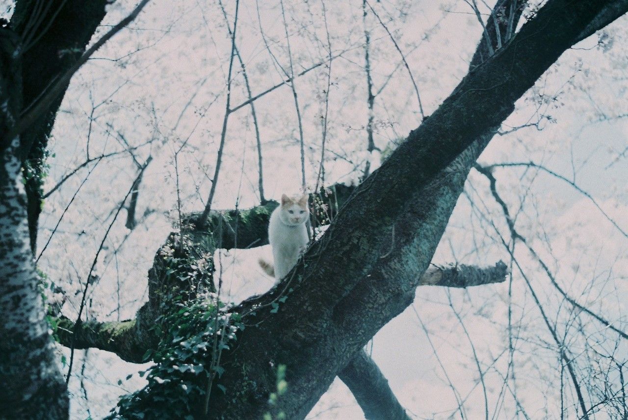 tree, winter, branch, snow, plant, nature, spring, tree trunk, bare tree, trunk, day, one person, outdoors, blue, low angle view