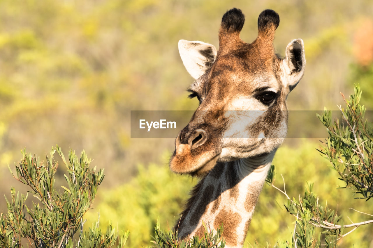 CLOSE-UP OF DEER