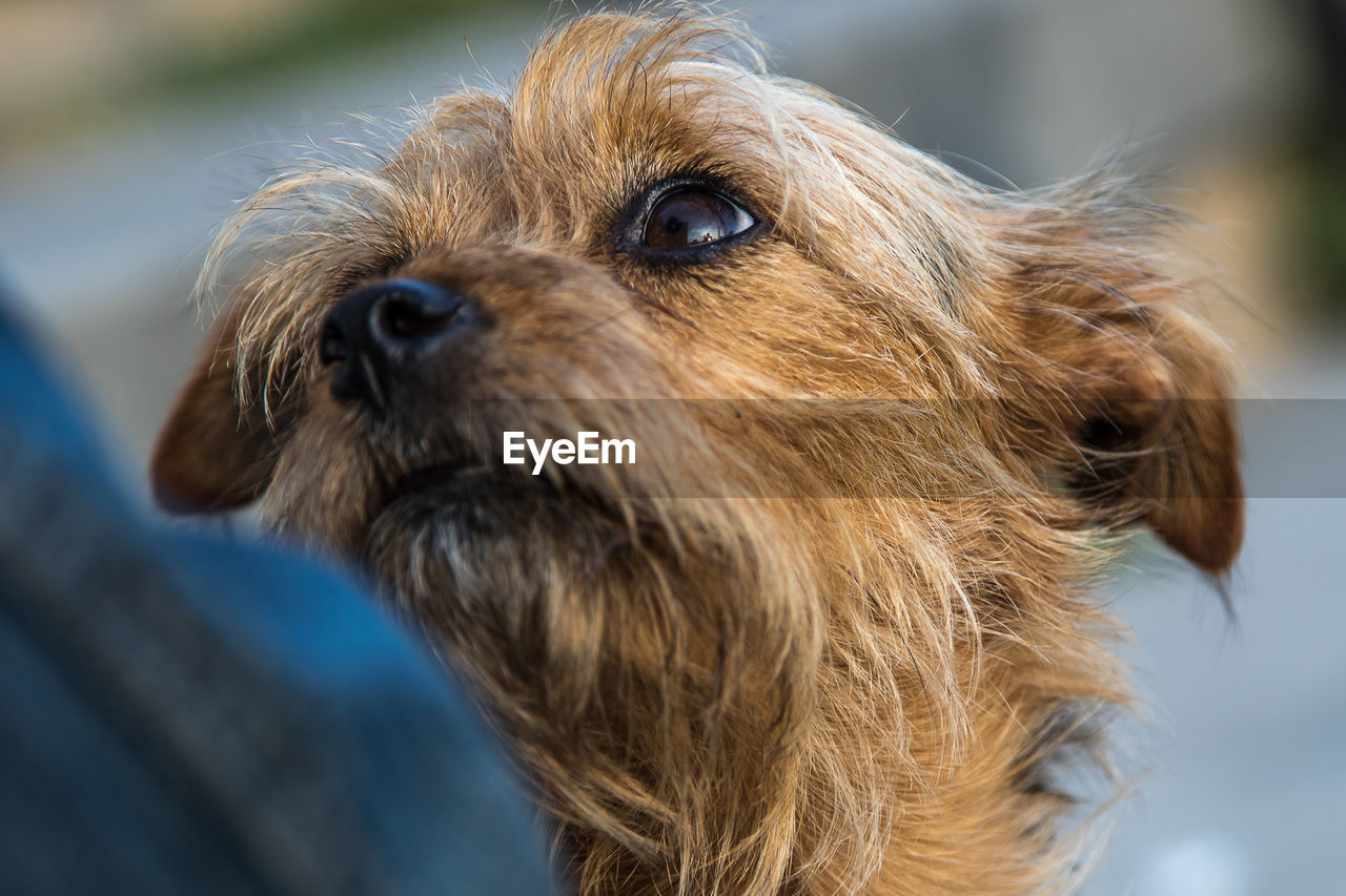 Close-up of a dog looking away