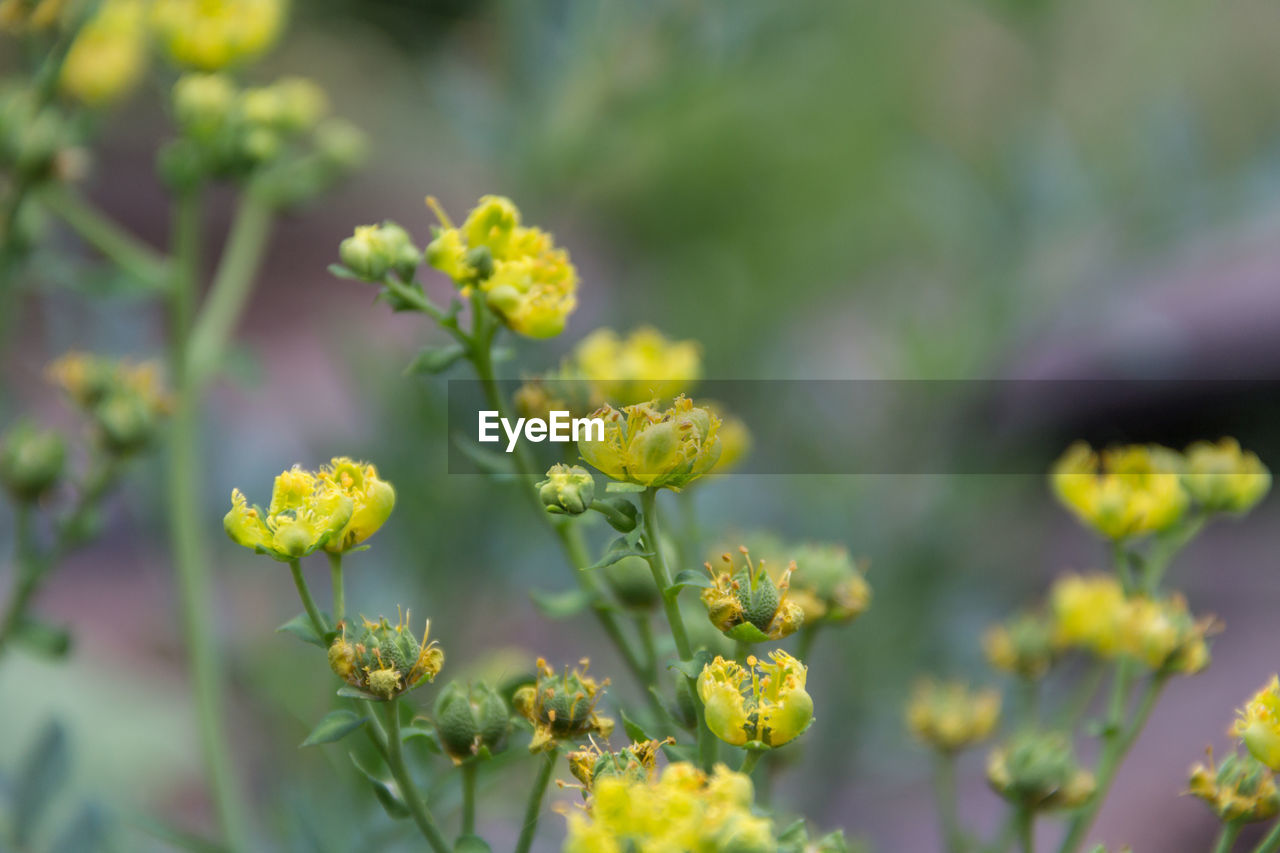 plant, flower, flowering plant, freshness, beauty in nature, nature, yellow, close-up, food and drink, growth, food, no people, vegetable, selective focus, green, summer, outdoors, produce, wildflower, day, garden, plant part, focus on foreground, field, environment, multi colored, blossom, flower head, botany, springtime, medicine, sunlight, leaf, landscape, fragility, mustard, land, healthy eating, herb, agriculture, inflorescence, outdoor pursuit, non-urban scene, animal wildlife, tree, macro photography, herbal medicine, leaf vegetable, grass, meadow, healthcare and medicine, plain, environmental conservation, alternative medicine