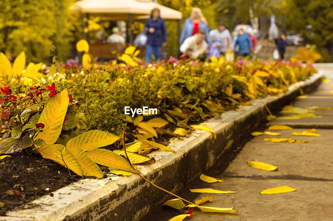 yellow, autumn, flower, plant, leaf, nature, day, flowering plant, group of people, outdoors, city, street, focus on foreground, tree, freshness, sunlight, garden, transportation, plant part, growth, architecture, road
