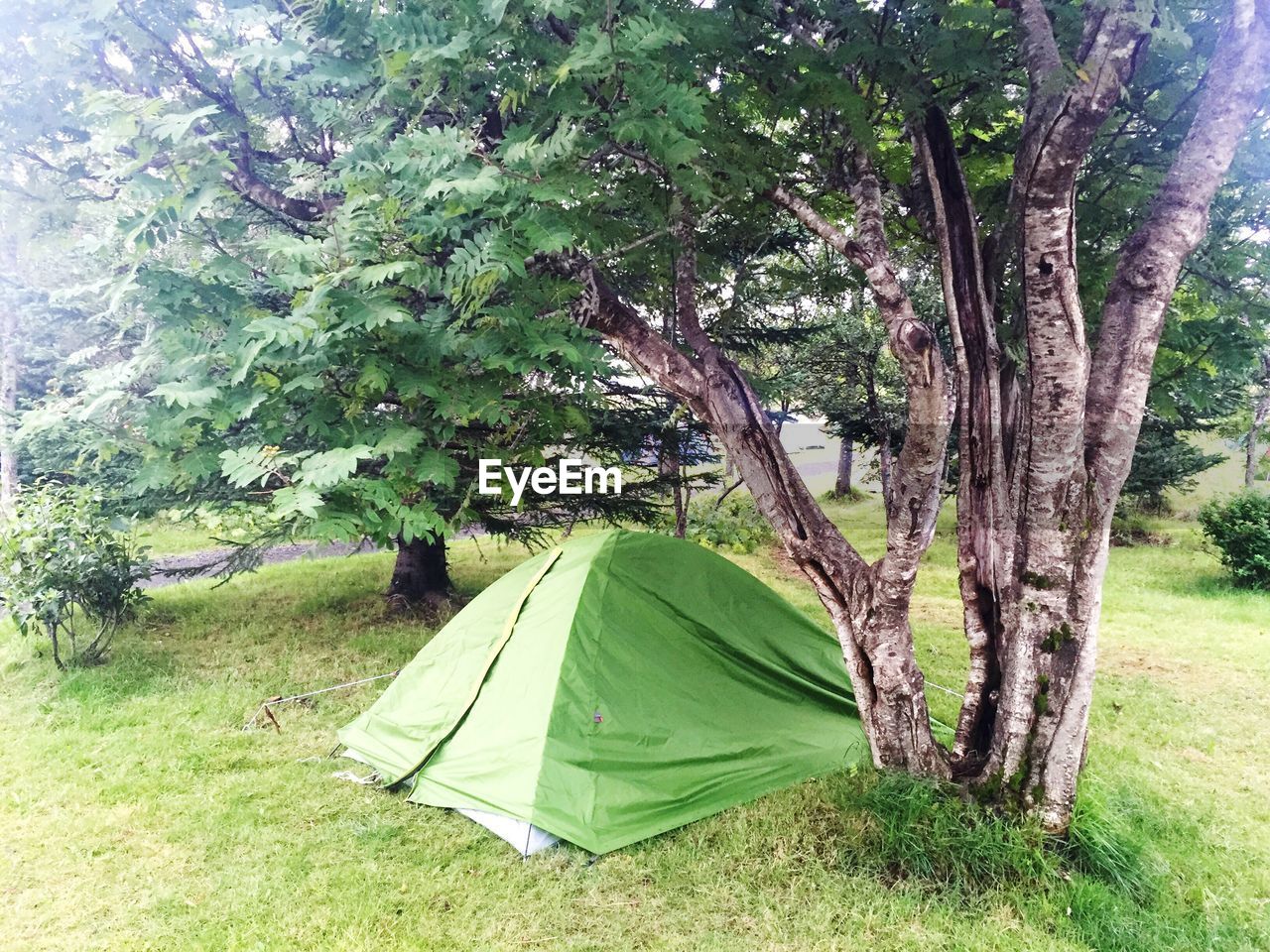 Tent by trees on grassy field