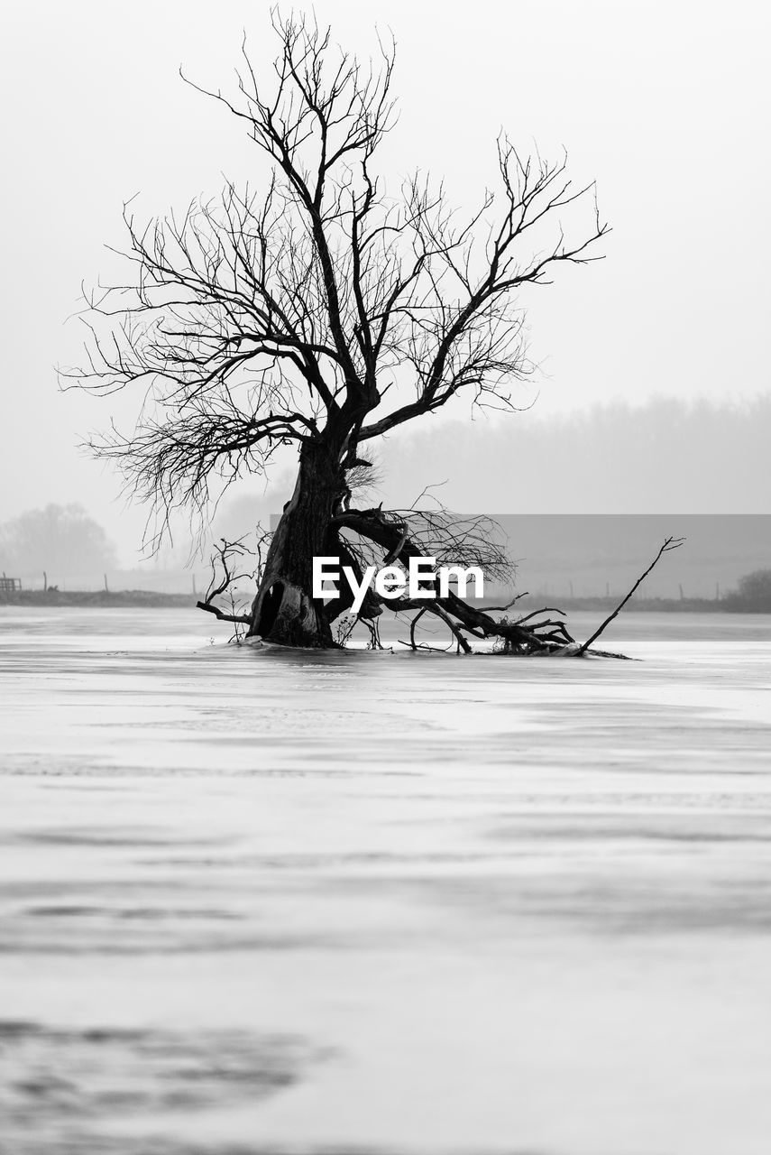 Bare tree against sky during winter