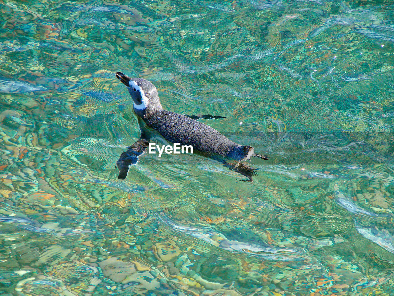 HIGH ANGLE VIEW OF DUCK SWIMMING IN SEA