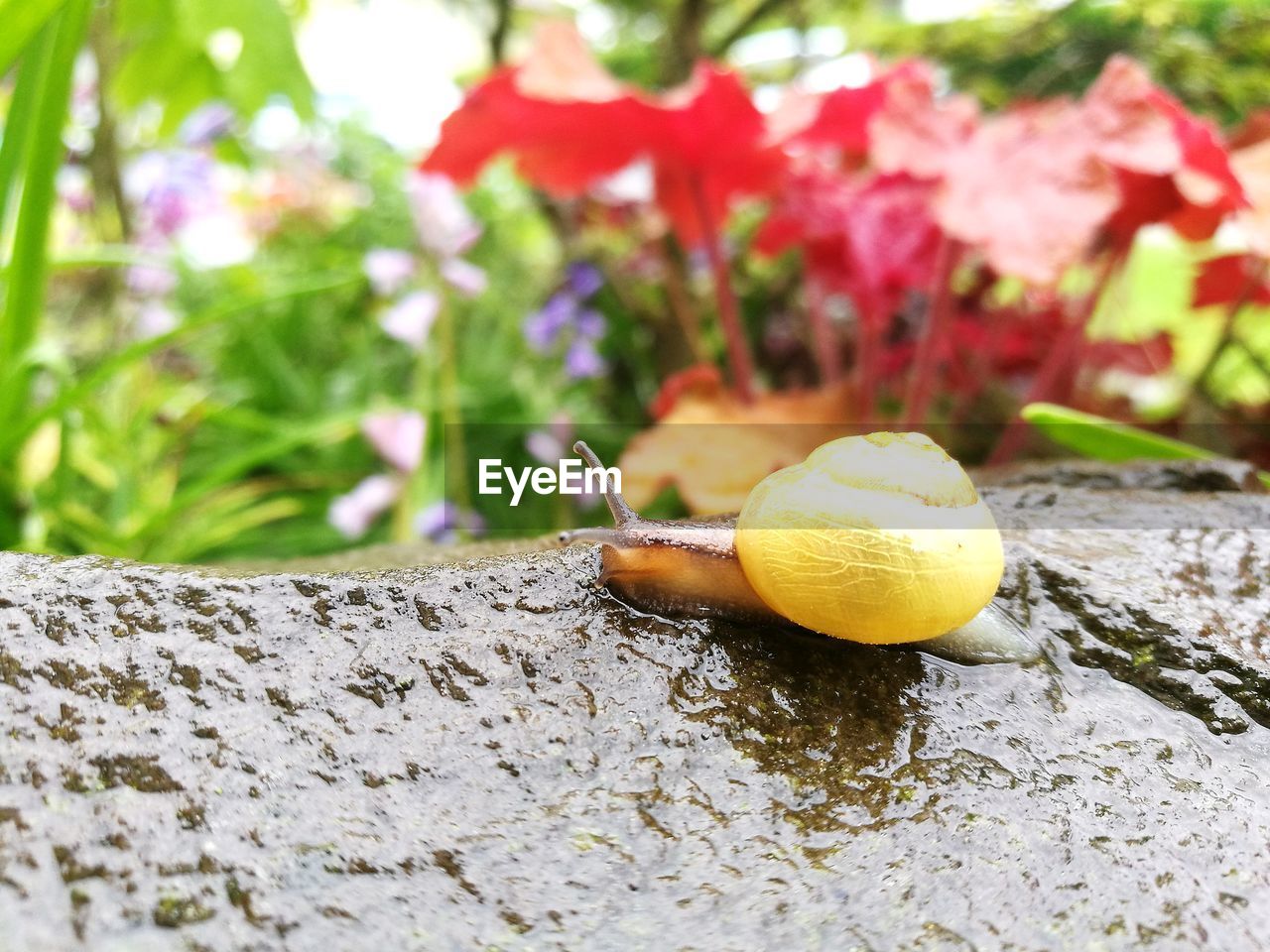 CLOSE-UP OF SNAILS ON TREE