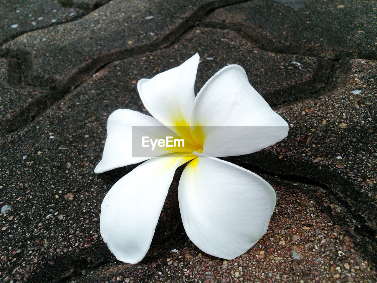 CLOSE-UP OF WHITE FLOWER WITH PETALS