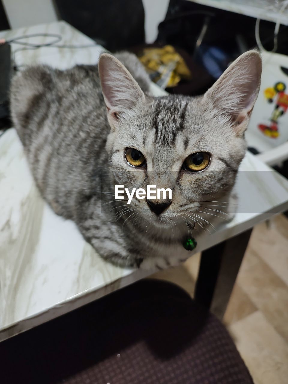 Close-up portrait of cat