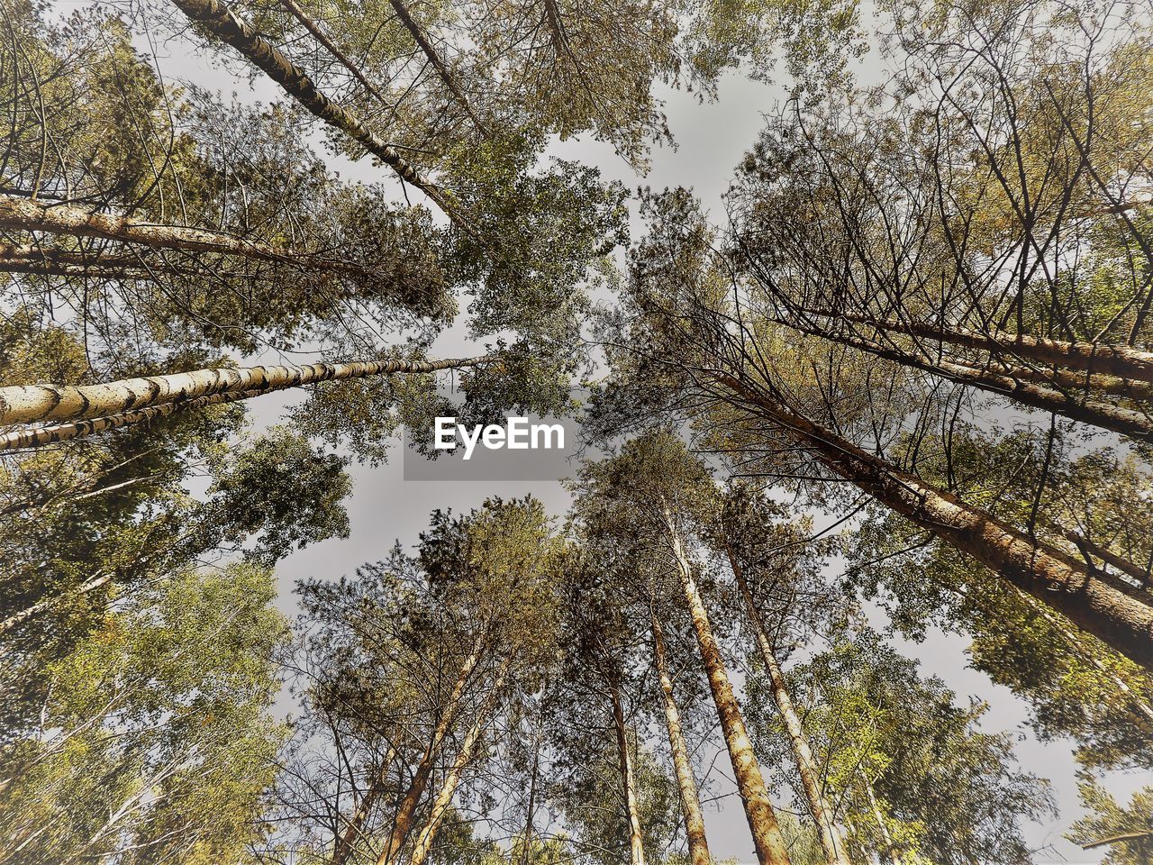 LOW ANGLE VIEW OF TREES DURING SUNSET