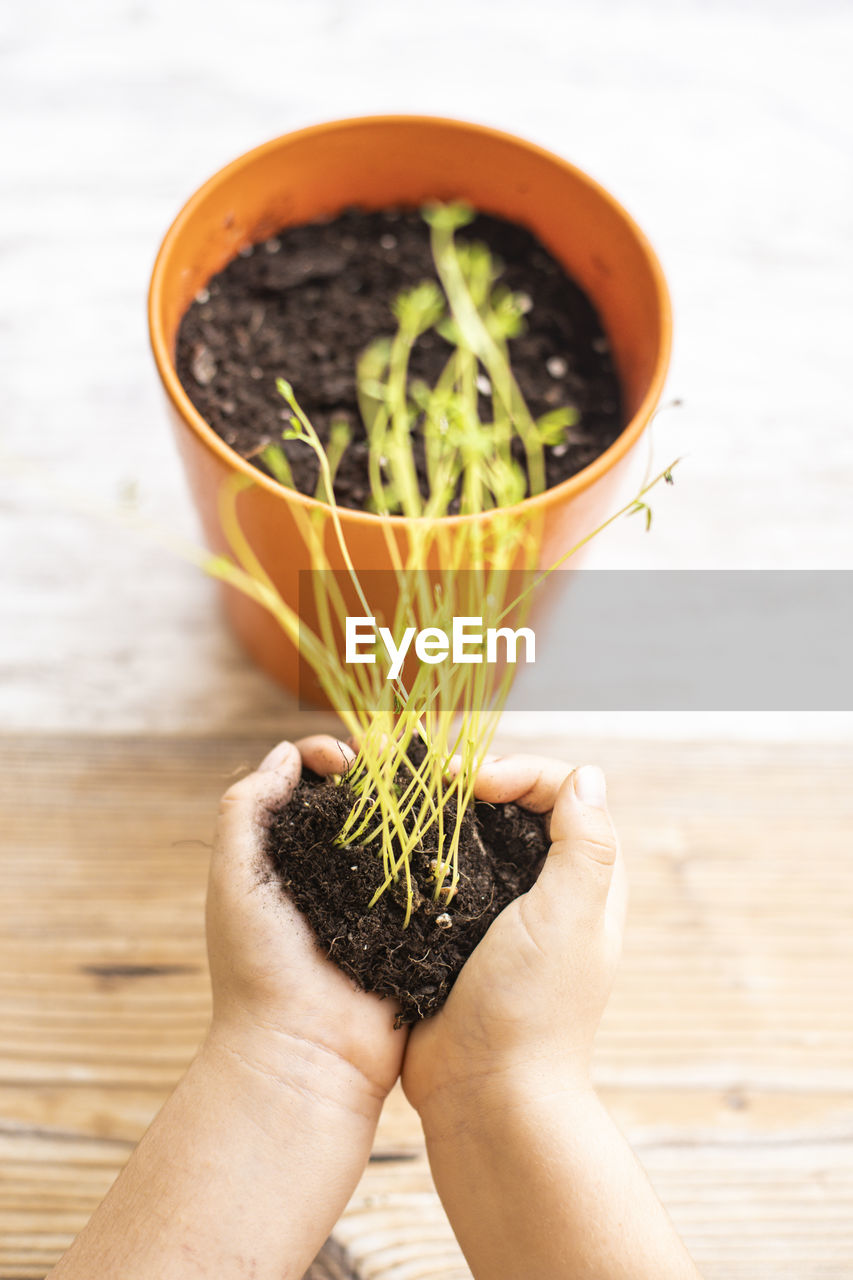 Close-up of hand holding potted plant on table