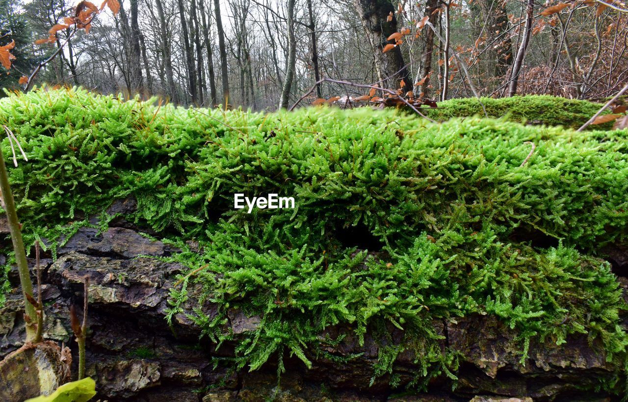 TREES AND PLANTS IN FOREST