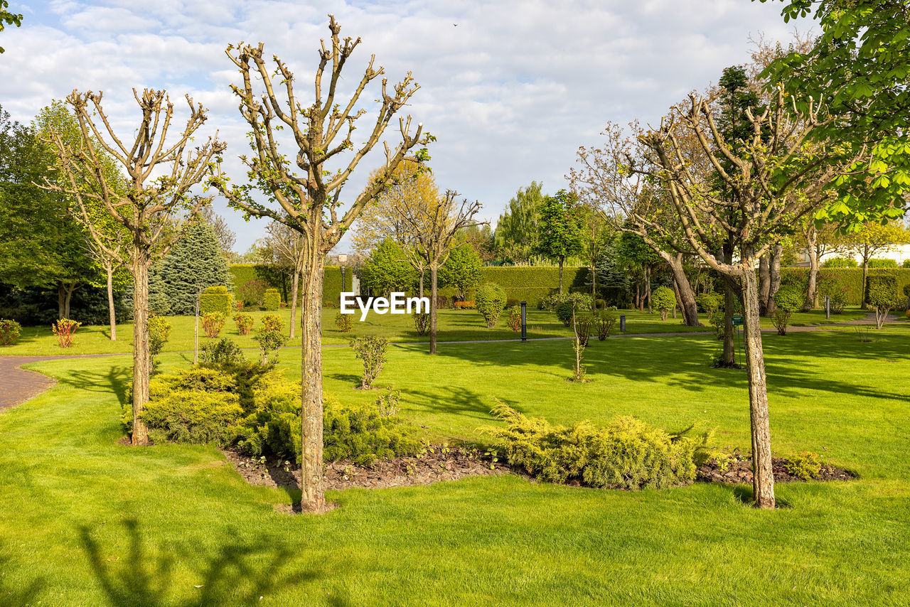 Whimsical looking trunks of trimmed trees in a well-groomed spring green park.