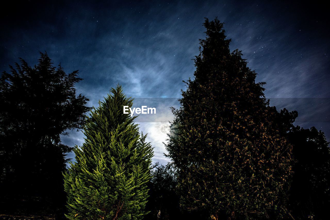 SILHOUETTE TREES IN FOREST AGAINST SKY