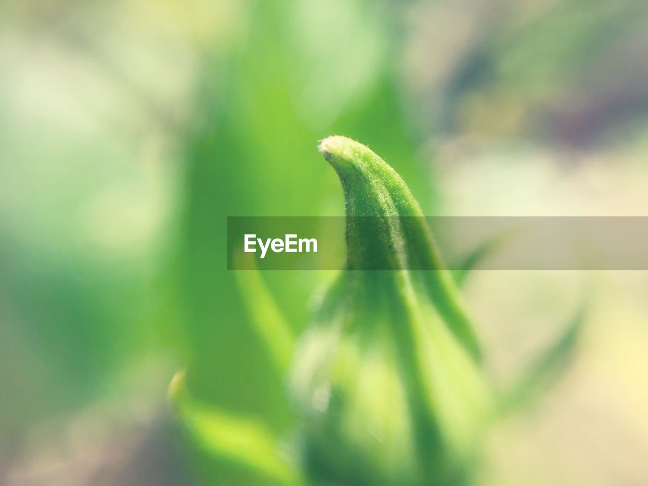 CLOSE-UP OF PLANT GROWING OUTDOORS