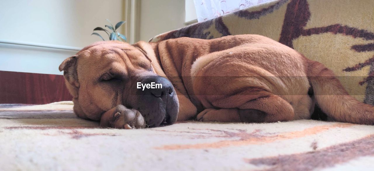 Domestic sharpei dog sleeping on the couch