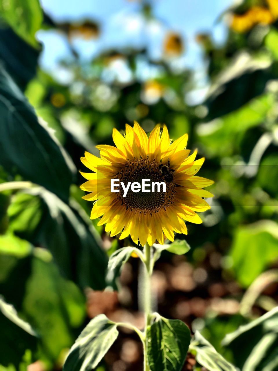 Sunflower and bees