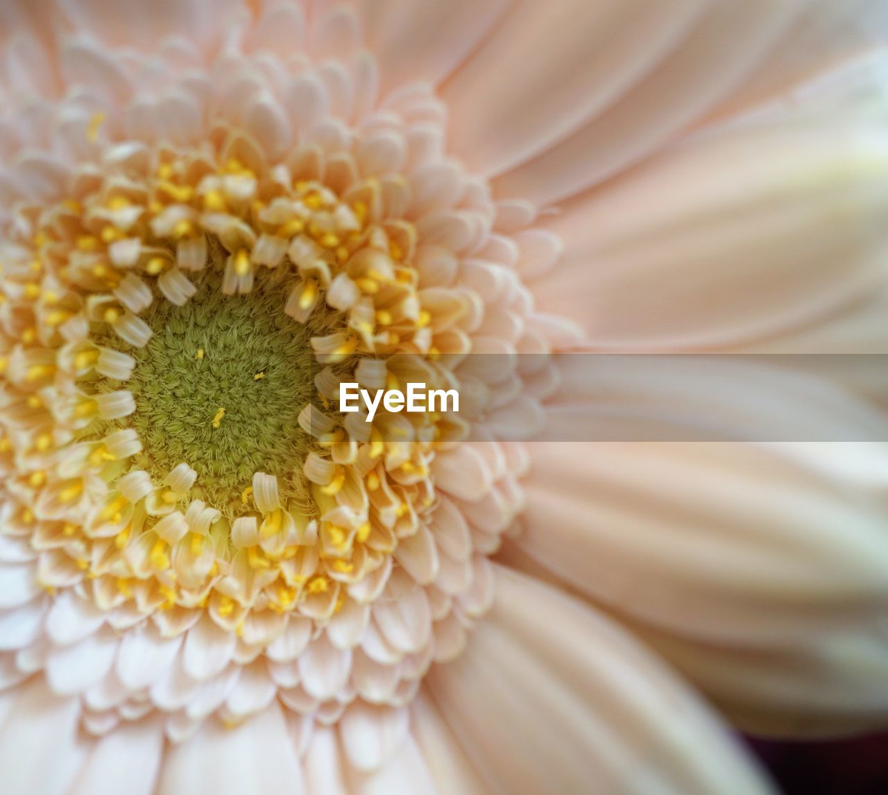 Close-up of white flower pollen