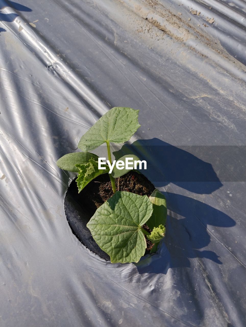 leaf, plant part, nature, green, plant, growth, high angle view, no people, day, beauty in nature, outdoors, water, sunlight, reflection, soil, flower, environment, shadow, freshness