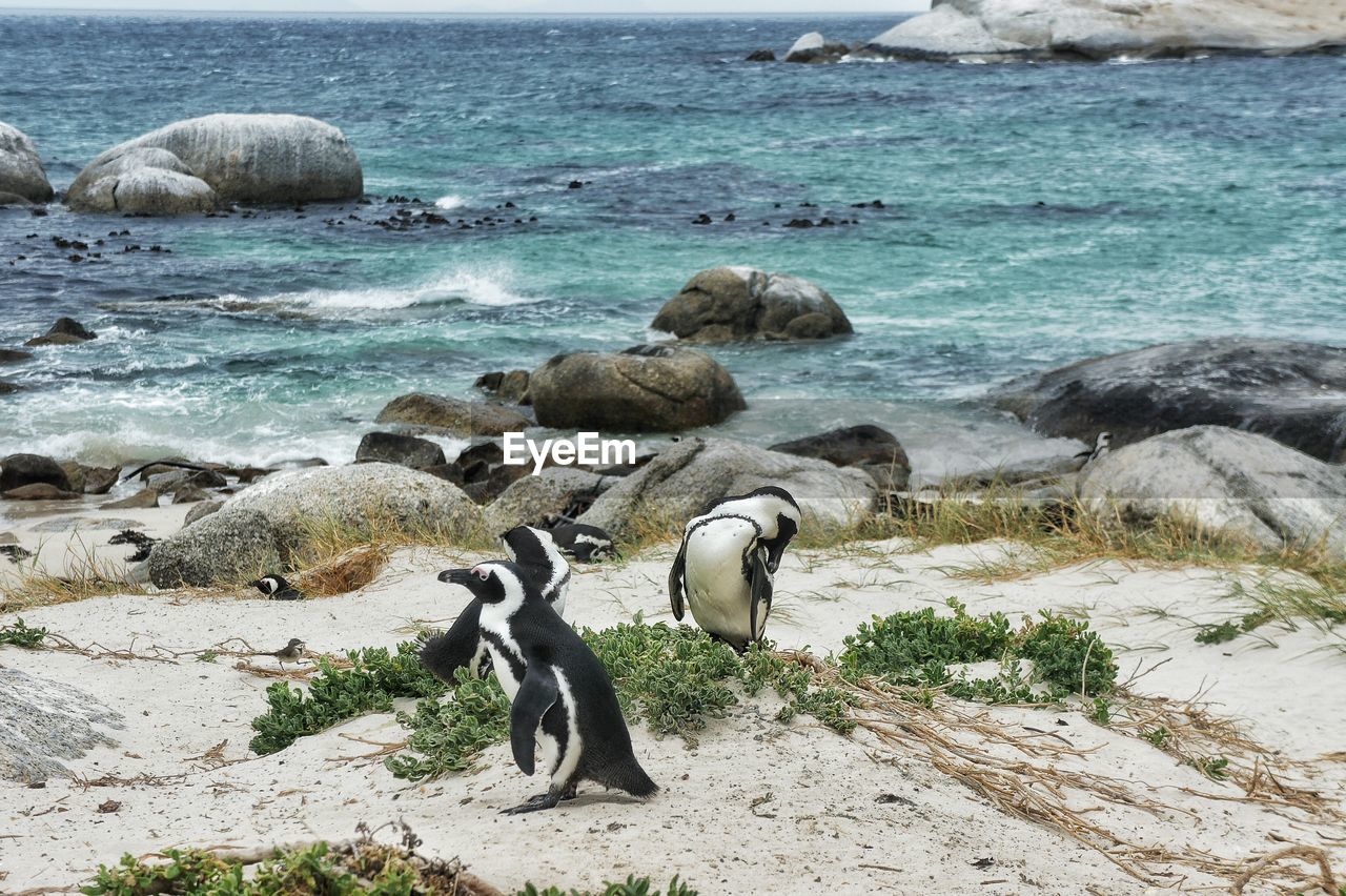 Penguins standing at beach