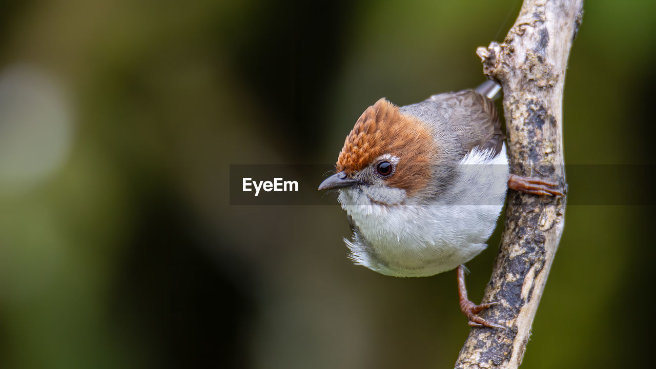 CLOSE-UP OF SMALL BIRD PERCHING ON BRANCH