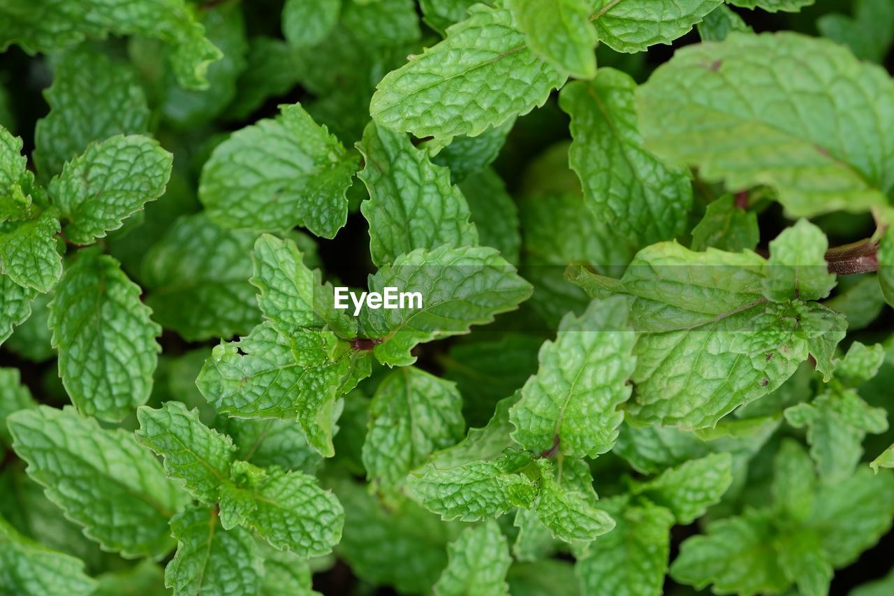 FULL FRAME SHOT OF GREEN PLANT