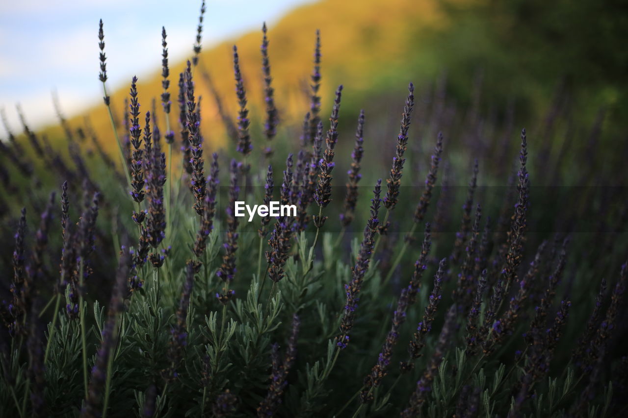 Close-up of lavender on field against sky