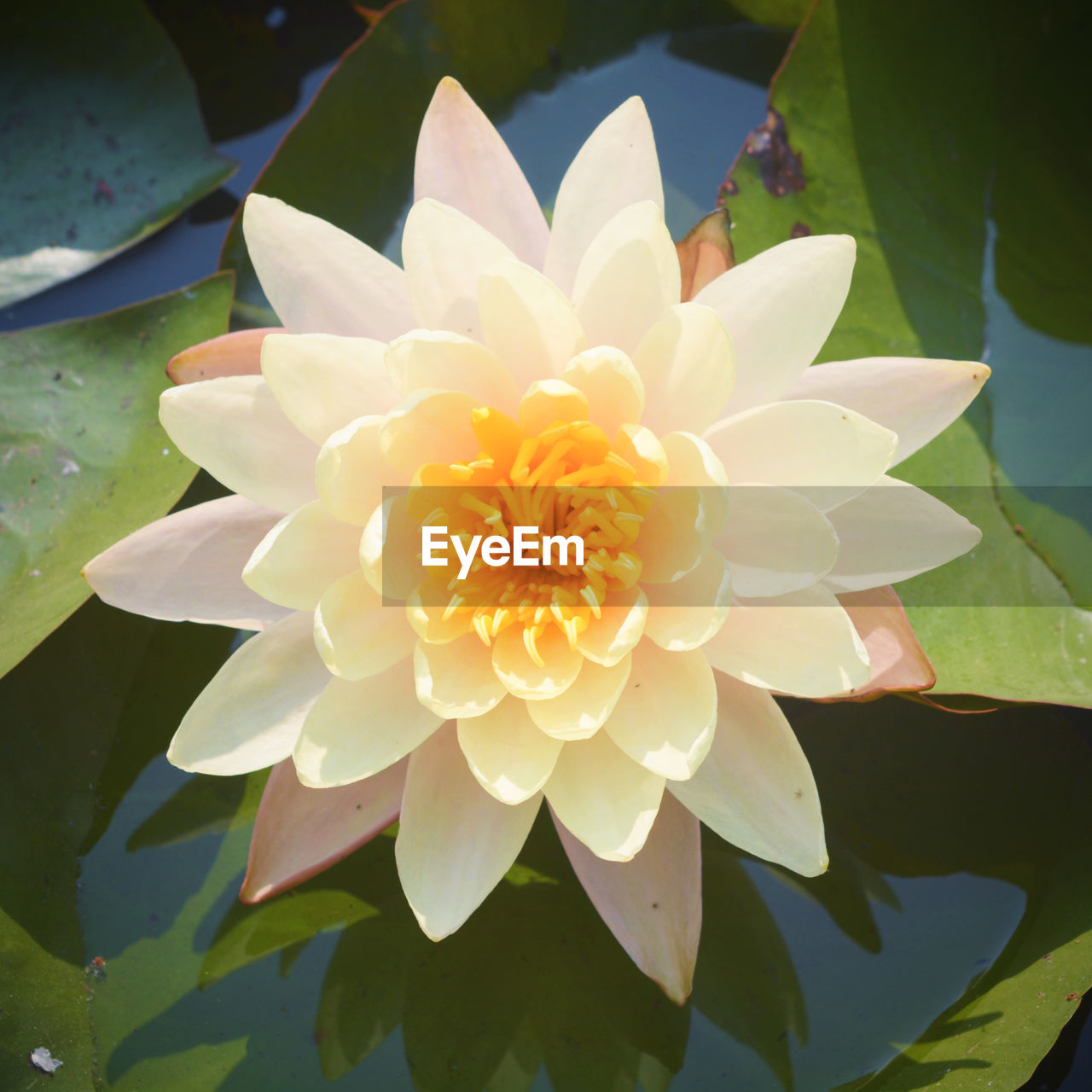 Beautiful lotus in the water Beauty In Nature Close-up Flower Flower Head Flowering Plant Fragility Freshness Growth Inflorescence Lake Leaf Lotus Water Lily Nature No People Petal Plant Plant Part Pollen Vulnerability  Water Water Lily