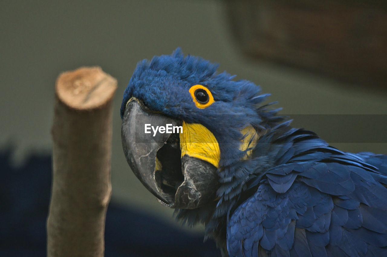 animal themes, animal, bird, blue, beak, pet, animal wildlife, close-up, one animal, parrot, wildlife, animal body part, wing, focus on foreground, nature, no people, yellow, feather