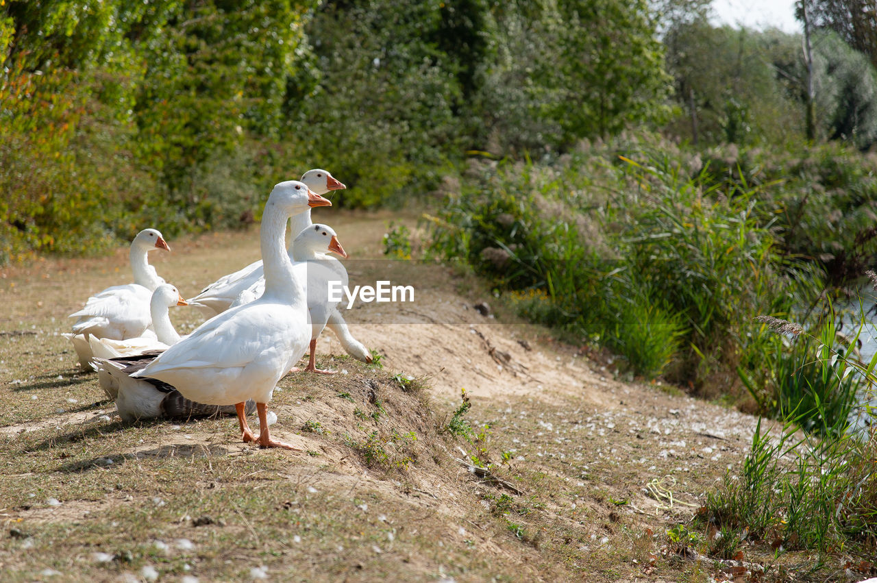 SIDE VIEW OF TWO BIRDS ON THE GROUND