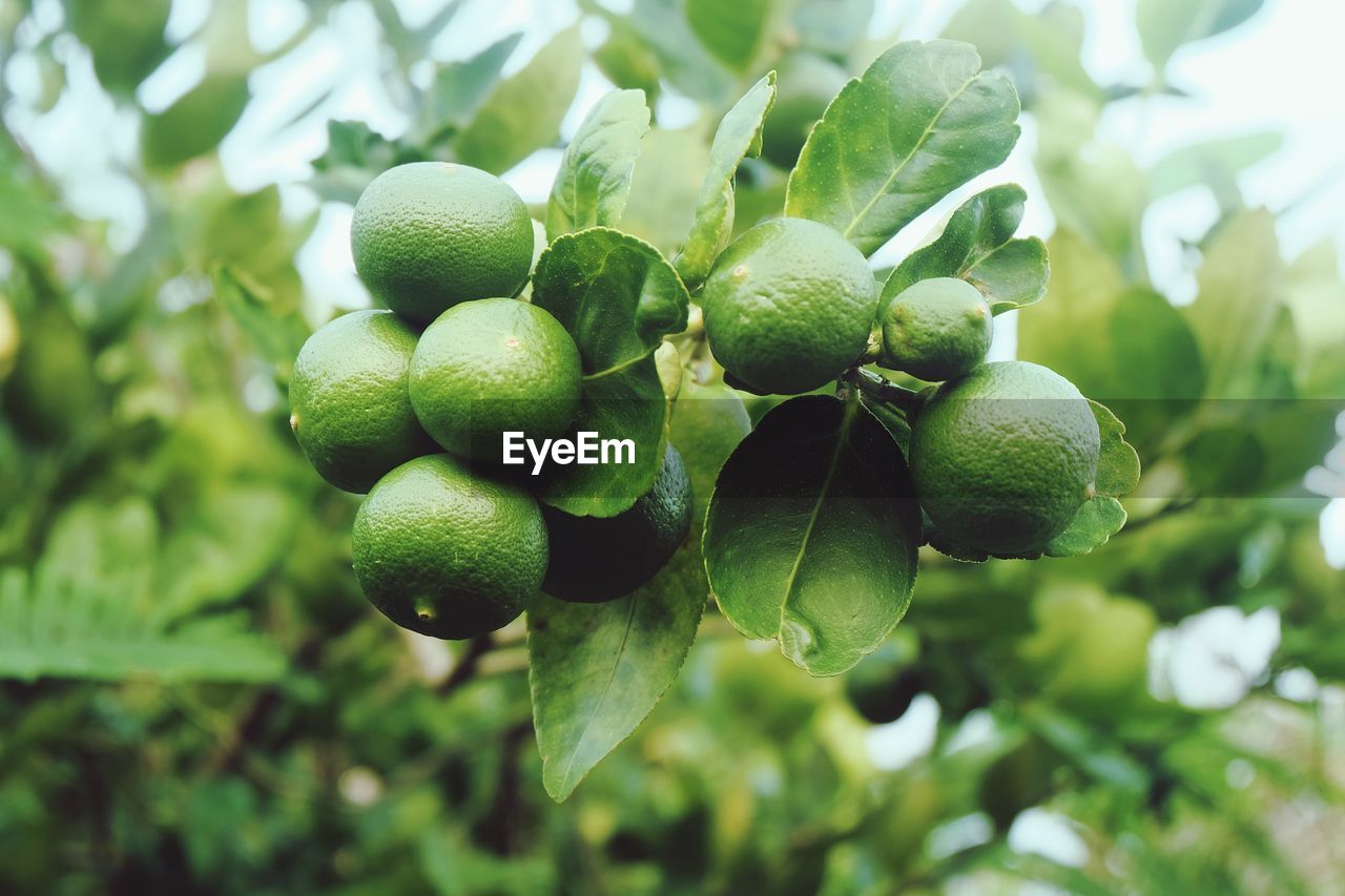 CLOSE-UP OF FRUITS ON TREE