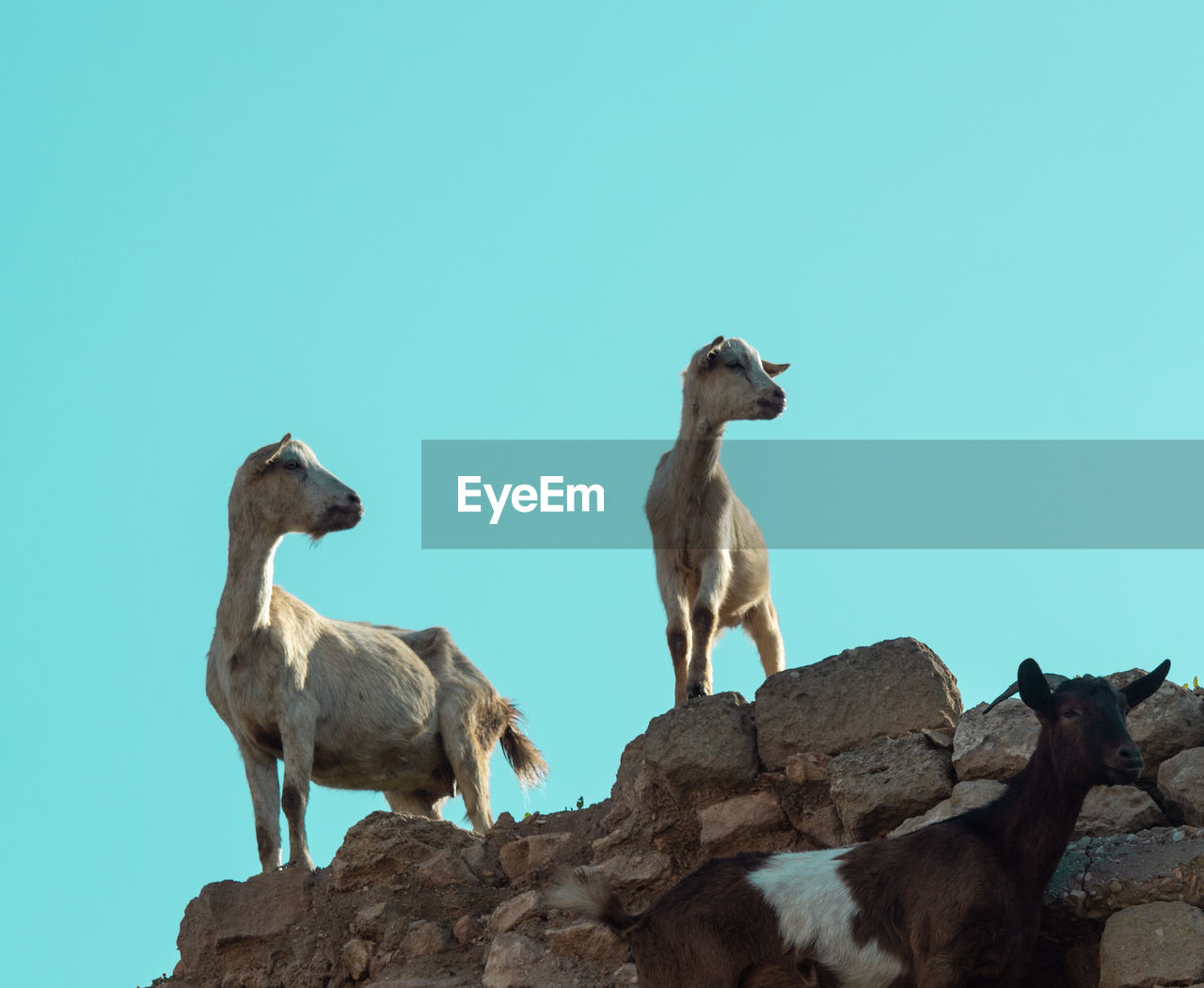 Pair of wild goats in agadir low level with blue sky background 