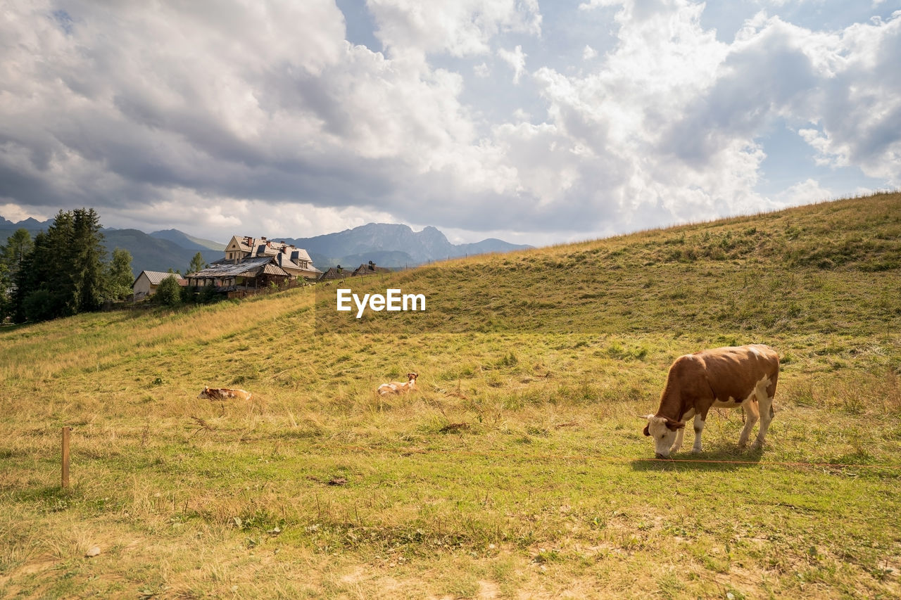 SHEEP IN A FIELD