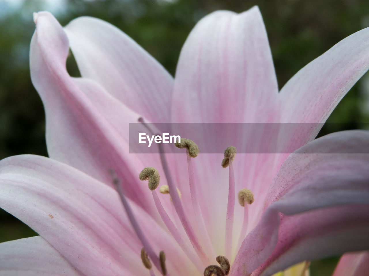 Close-up of pink flower