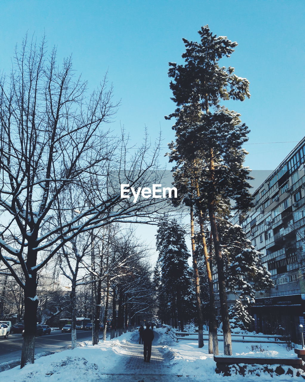 TREES IN SNOW AGAINST SKY