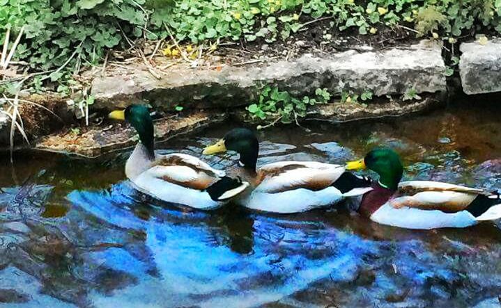 DUCKS SWIMMING IN LAKE