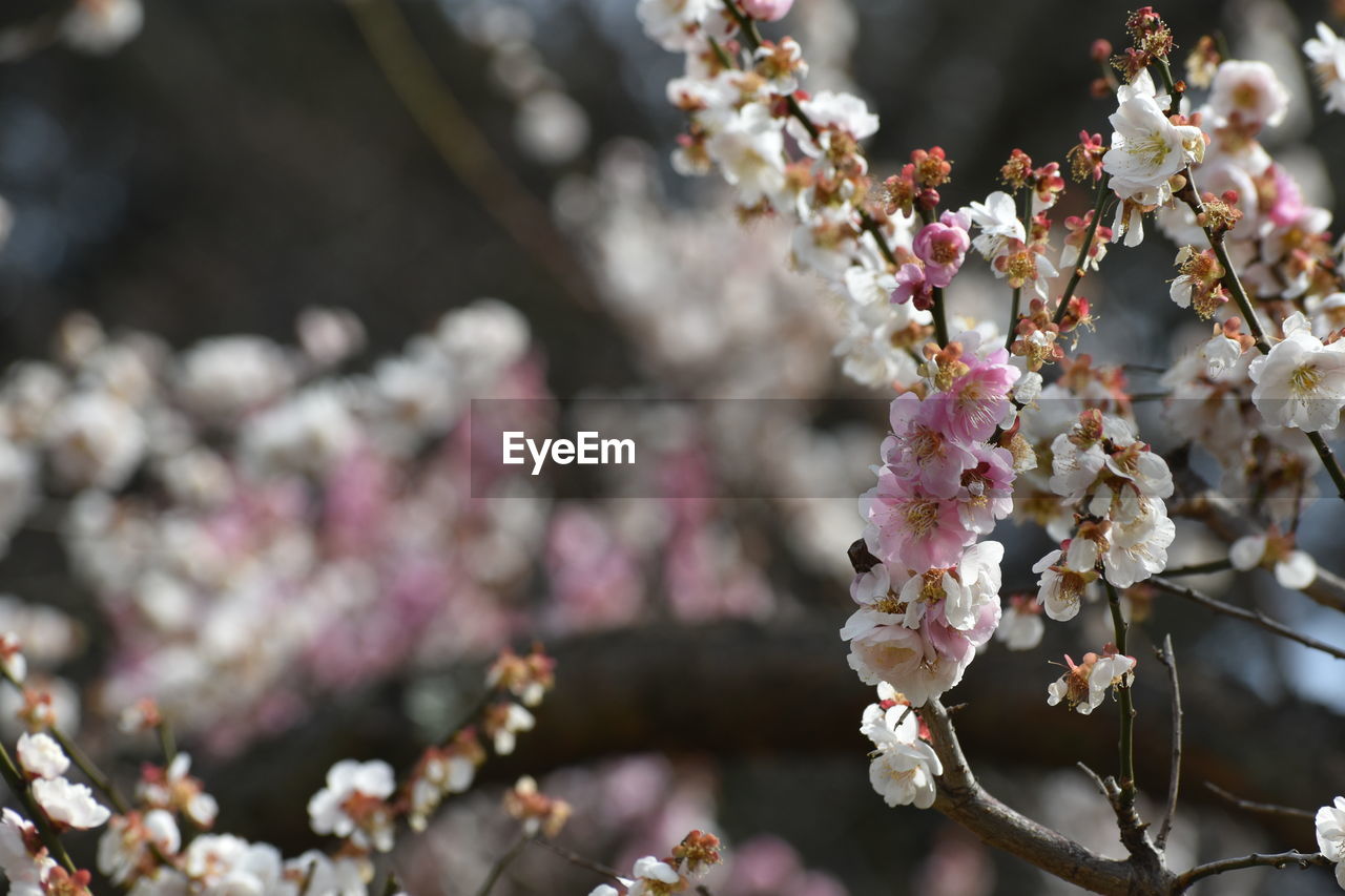 Close-up of pink plum blossoms